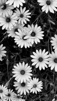 Красивые картинки черно белые для срисовки - 70 фото
