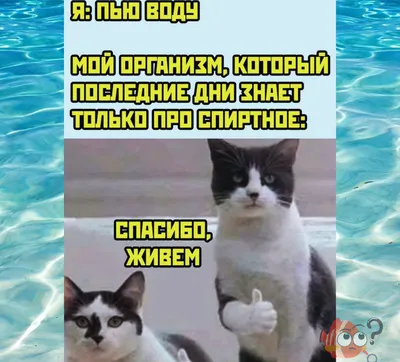 Анекдоты и мемы, смешные картинки