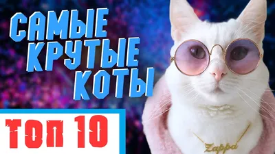 Игрушка-антистресс "Крутой замес. Кот" 1TOY : купить в интернет-магазине с  доставкой — 