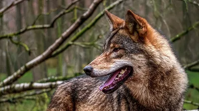 Неоновый волк - 64 фото