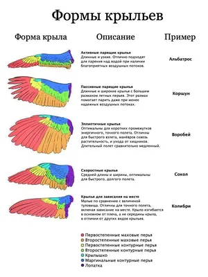 Картинки крыльев - 64 фото