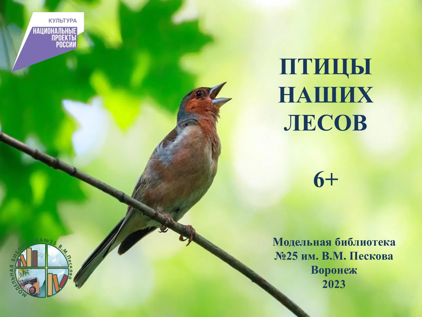 Пение зяблика слушать весной. Певчие птицы Зяблик. Зяблик птичка певчая. Зарянка Зяблик Дрозд. Зяблик птица пение.