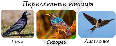 Определитель московских птиц: от дрозда до зеленой пересмешки - МК