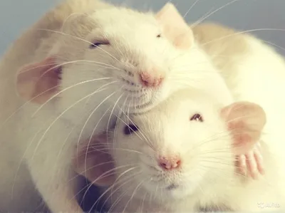 Милые крысы в вязаных шапочках и …» — создано в Шедевруме