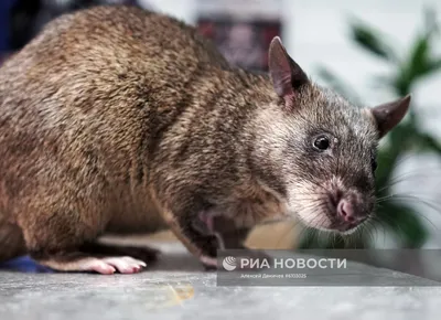 Этот кусачий символ года – крыса: анапчане в шоке