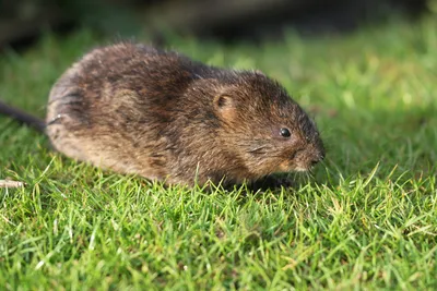Гигантская «крыса-монстр» найдена на детской площадке в Лондоне |  , ИноСМИ