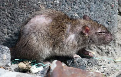 Гамбийская хомяковая крыса - весьма необычный грызун! | ZOODOM