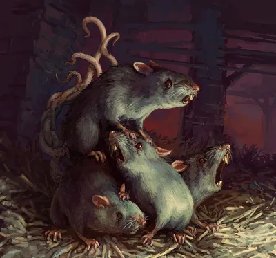 Крысиный король" - необычное явление, которому нет научного объяснения (11  фото) » Триникси