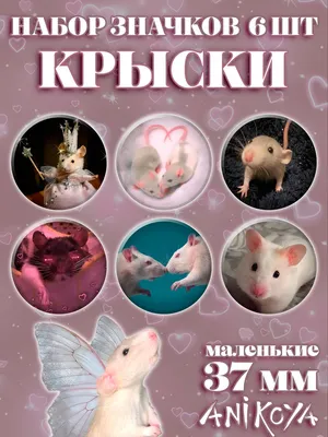 Крыса дамбо: Милые грызуны, против которых выступают некоторые крысоводы.  Почему? | Пикабу