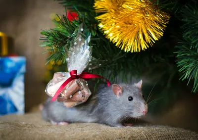Картинка Крысы Рождество Шапки Праздники