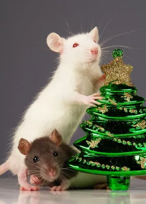 Крысы празднуют Новый год , …» — создано в Шедевруме