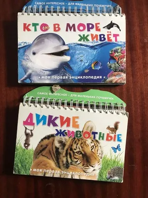 Сколько диких животных живет близ Яйлю и кто добыл зайца?» — Алтайский  биосферный заповедник