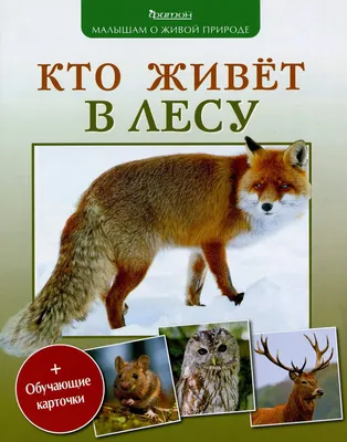 Раскраска "Кто живет в лесу?" А4 16стр. - Элимканц