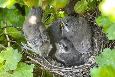 Какие кукушки при определённых условиях способствуют лучшему выживанию  птенцов в чужих гнёздах? — Музей фактов