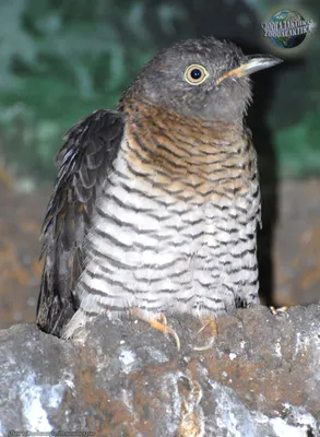 Кукушка #кукушка #cuckoo #bird #wildlife #птица #дикая природа#кукушка  #cuckoo #bird #wildlife #птица #дикая природа Photogr… | Птицы, Фотографии  животных, Животные