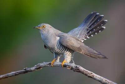 Кукушка (Cuculus canorus)