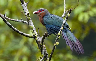 Бронзовая кукушка (plagosus) - eBird