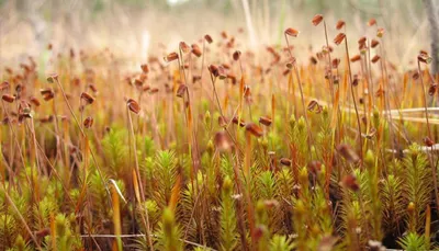 Кукушкин лён обыкновенный / Polytrichum commune / Common h… | Flickr