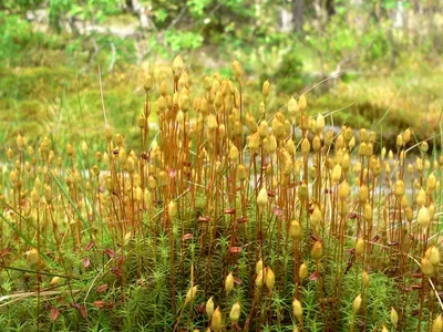 📷 Кукушкин лён обыкновенный, Polytrichum commune Hedw.