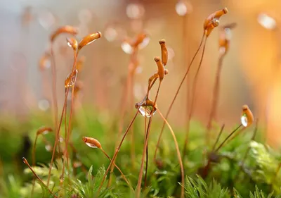 Кукушкин лён обыкновенный (Polytrichum commune)