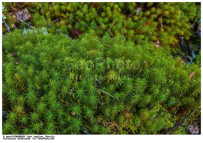 Фотография Кукушкин лён обыкновенный (Polytrichum commune)  Центрально-лесной заповедник, Тверская область, Россия | Фотобанк  ГеоФото/GeoPhoto | GetImages Group