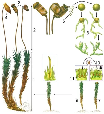 Как цветут мхи