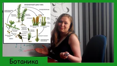 Кукушкин лён, почему лён и почему кукушкин.. | Удивительный мир живой  природы. | Дзен