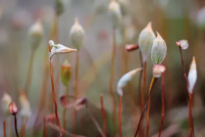 Рис. 30(сист). Кукушкин лен (Polytrichum)