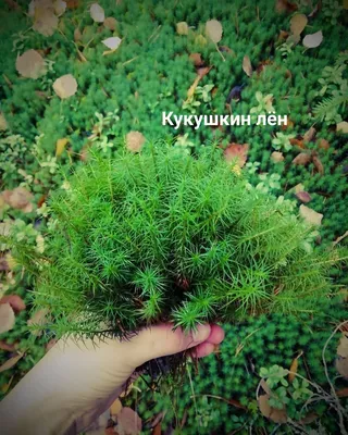 Кукушкин лён, почему лён и почему кукушкин.. | Удивительный мир живой  природы. | Дзен