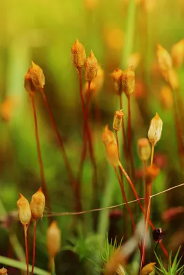 Кукушкин лён обыкновенный / Polytrichum commune / Common h… | Flickr