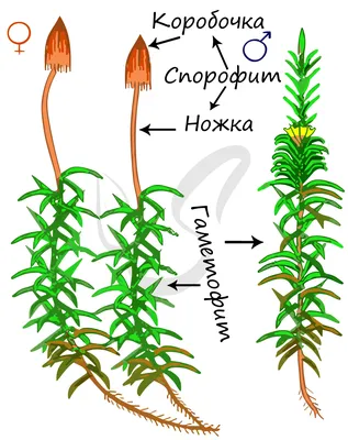  - Кукушкин лён | Polytrichum