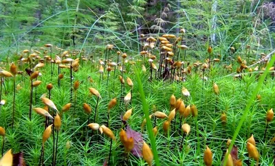 Кукушкин лён обыкновенный (Polytrichum commune)