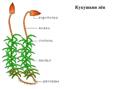 Кукушкин лён обыкновенный (лат. Polýtrichum commúne) — Станислав Напалкин  на 