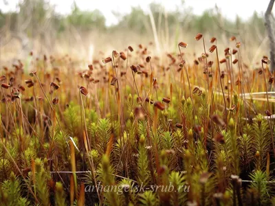 Фотография Кукушкин лён обыкновенный (Polytrichum commune)  Центрально-лесной заповедник, Тверская область, Россия | Фотобанк  ГеоФото/GeoPhoto | GetImages Group