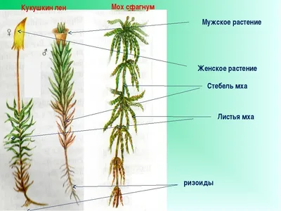 Двойная экспозиция, мох кукушкин лен…» — создано в Шедевруме