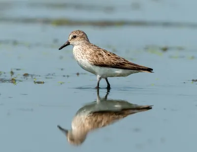 Кулик-воробей - eBird