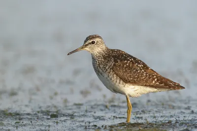 Болотный кулик (Limosa limosa)