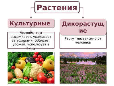 Культурные растения - карточки Монтессори купить и скачать