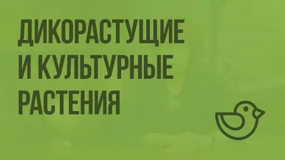 Технические культуры — Википедия