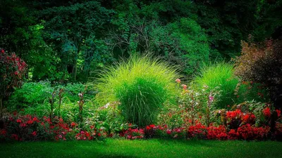 Культурные растения в саду (57 фото)