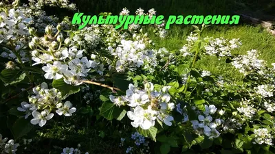 Культурные растения — Википедия