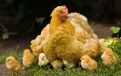 Курица с цыплятами - картинка №10695 | 