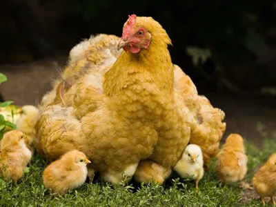 Курица с цыплятами рисунок - 31 фото