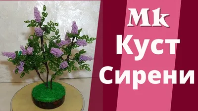 Куст Сирени» картина Стойлик Людмилы маслом на холсте — купить на 