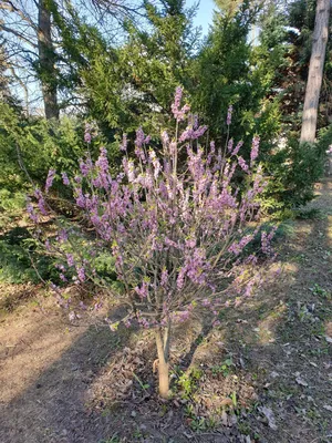 Лиственный кустарник Cornus Alba (Дерен Белый) - Лиственные кустарники -  Саженцы роз, ягодных, фруктовых и декоративных культур - Dekoplant