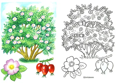 Кустарники картинки для детей с названиями. Легкие срисовки.