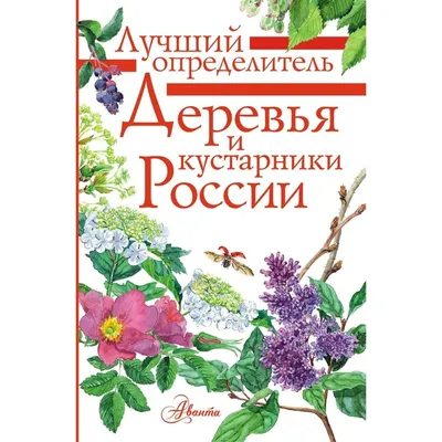 Деревья и кустарники России. Пескова И. М. купить в Чите Энциклопедии в  интернет-магазине Чита.дети (9048856)