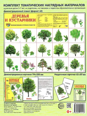 Конспект прогулки «Наблюдение за цветущими деревьями и кустарниками» для  детей 4–5 лет в период самоизоляции (1 фото). Воспитателям детских садов,  школьным учителям и педагогам - Маам.ру