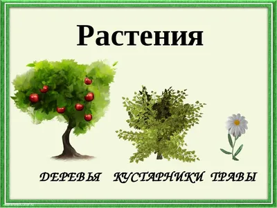 Деревья кустарники травы - YouTube