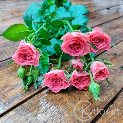 Каталог Кустовые розы "Розовые" от магазина daflor
